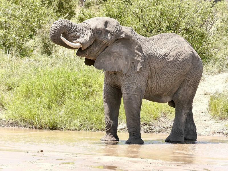 Safari Experience