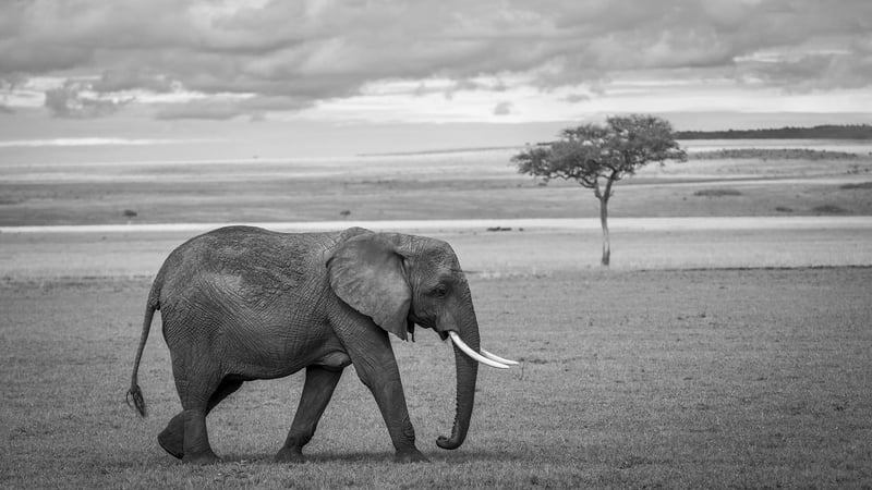 Safari Experience